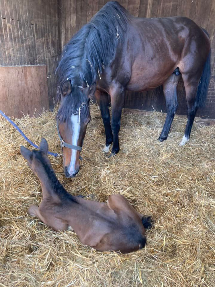 Clinique Equine de Sers - Coprologie